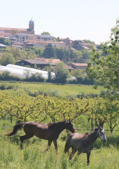 Village de Dardilly une âme rurale